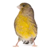 Photo Serin des Canaries
