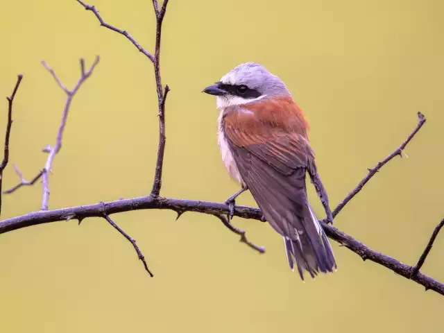 Photo Pie-grièche écorcheur (Lanius collurio) #4