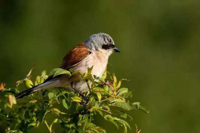 Photo Pie-grièche écorcheur (Lanius collurio) #3