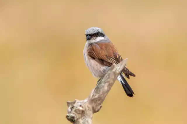 Photo Pie-grièche écorcheur (Lanius collurio) #2