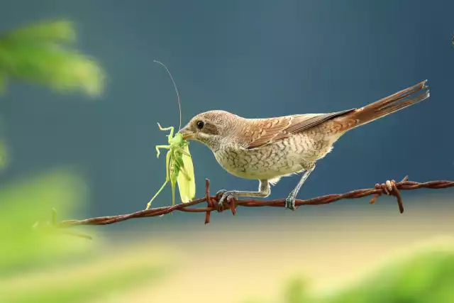 Photo Pie-grièche écorcheur (Lanius collurio) #1