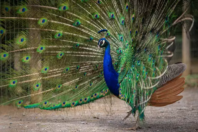 Photo Paon bleu (Pavo cristatus) #3