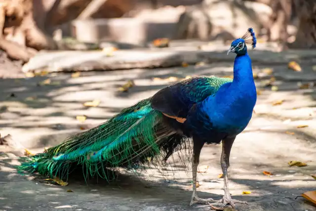 Photo Paon bleu (Pavo cristatus) #2