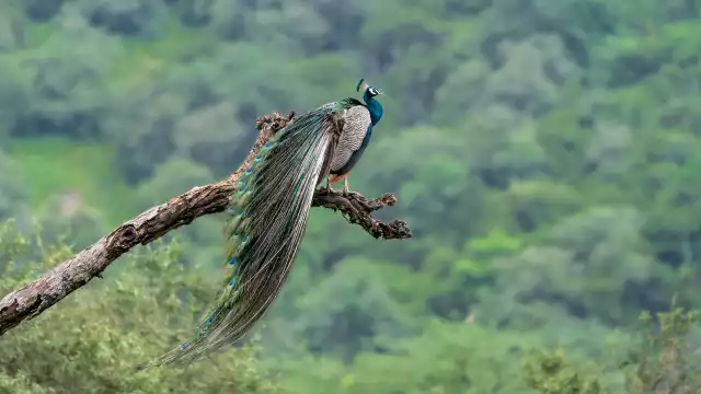 Photo Paon bleu (Pavo cristatus) #1