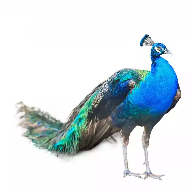 Paon bleu (Pavo cristatus)