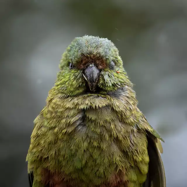 Photo Kakapo (Strigops habroptila) #2