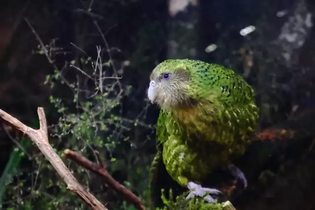 Photo Kakapo (Strigops habroptila) #1