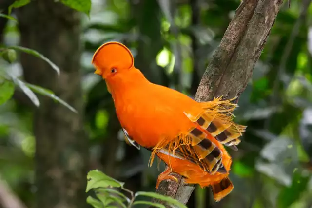 Photo Coq-de-roche de Guyane (Rupicola rupicola) #3