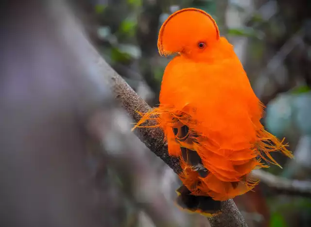 Photo Coq-de-roche de Guyane (Rupicola rupicola) #2