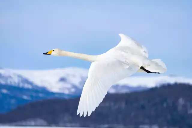 Photo Cygne chanteur (Cygnus cygnus) #3