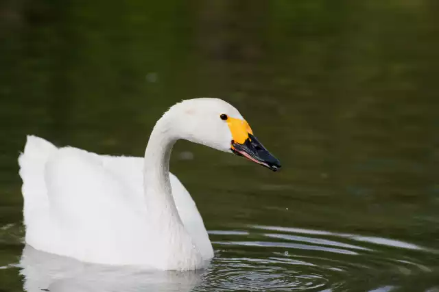 Photo Cygne chanteur (Cygnus cygnus) #2