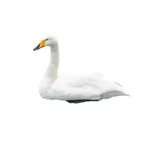Photo Cygne chanteur