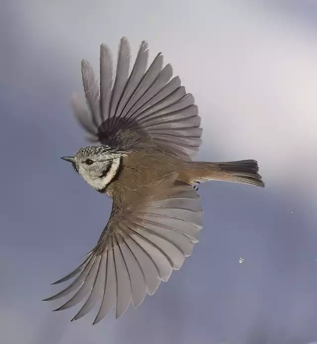 Photo Mésange huppée (Lophophanes Cristatus) #4