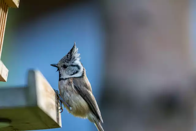 Photo Mésange huppée (Lophophanes Cristatus) #3