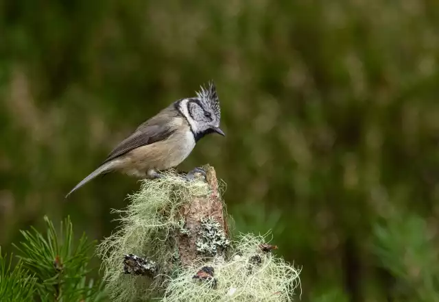 Photo Mésange huppée (Lophophanes Cristatus) #2