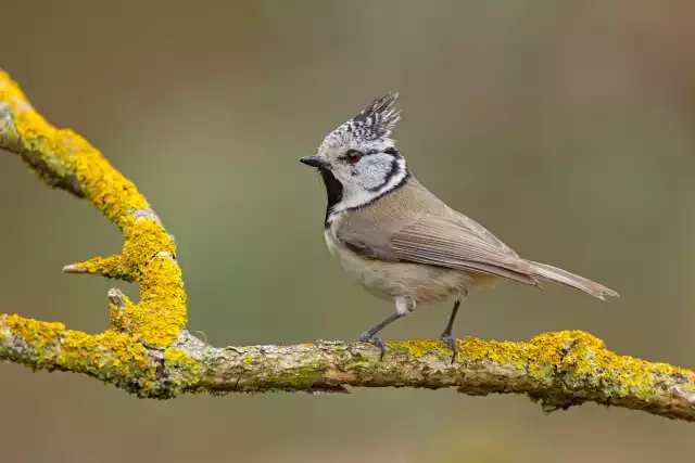 Photo Mésange huppée (Lophophanes Cristatus) #1