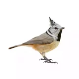 Photo Mésange huppée