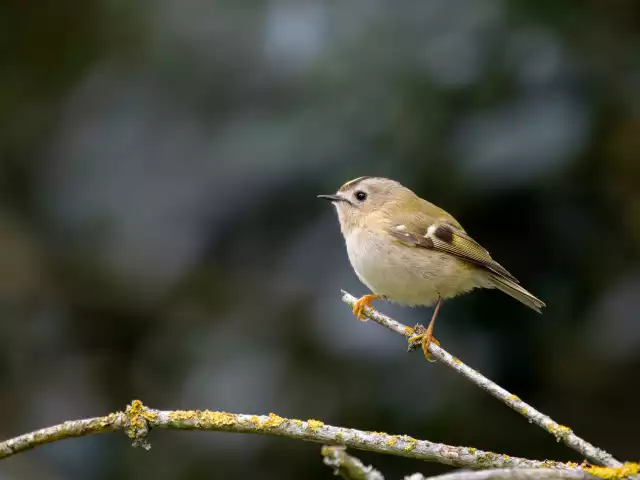 Photo Roitelet huppé (Regulus regulus) #3