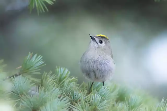 Photo Roitelet huppé (Regulus regulus) #2