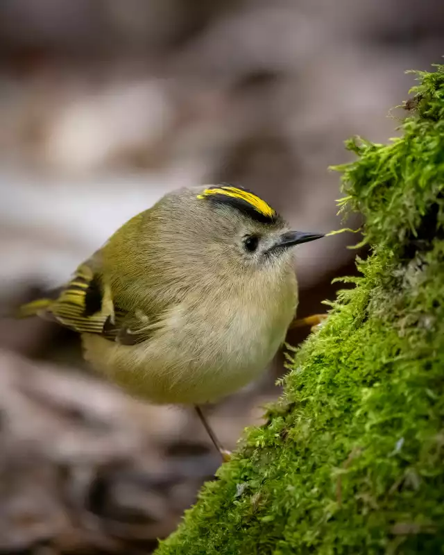 Photo Roitelet huppé (Regulus regulus) #1