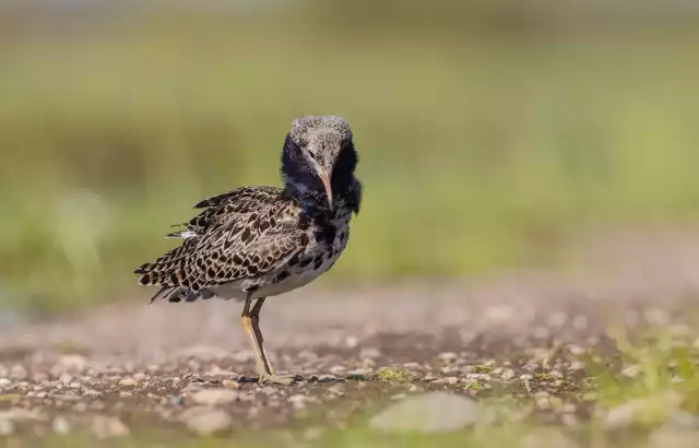 Photo Combattant varié (Calidris pugnax ) #3