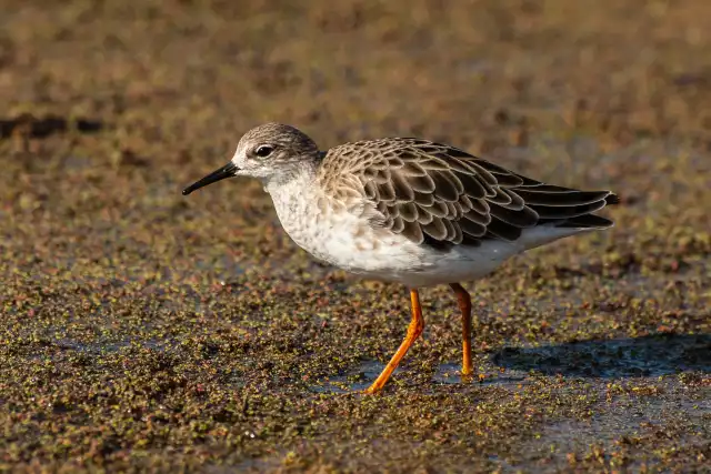 Photo Combattant varié (Calidris pugnax ) #2