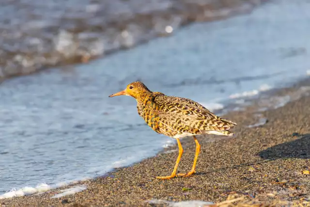 Photo Combattant varié (Calidris pugnax ) #1