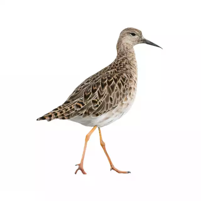 Combattant varié (Calidris pugnax )