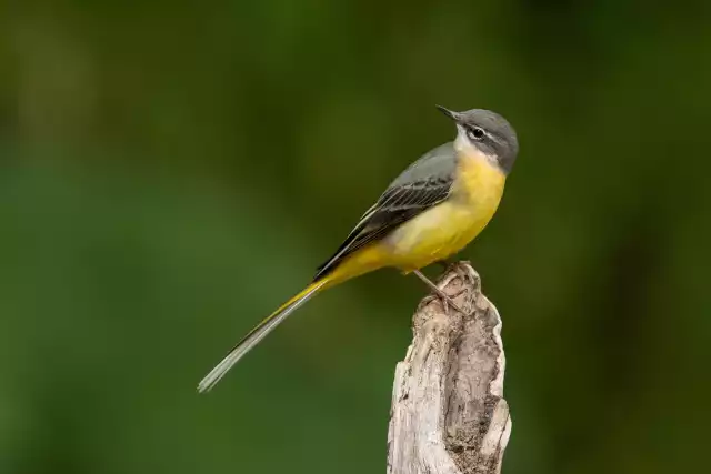 Photo Bergeronnette des ruisseaux (Motacilla cinerea) #3