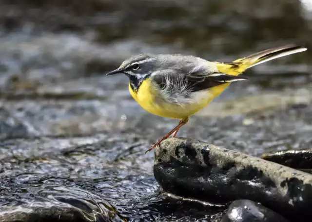 Photo Bergeronnette des ruisseaux (Motacilla cinerea) #2