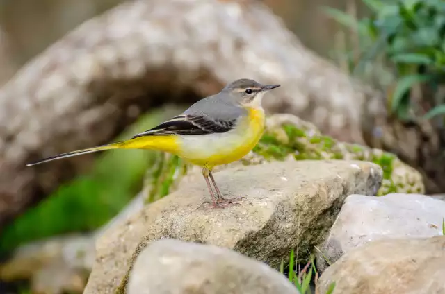 Photo Bergeronnette des ruisseaux (Motacilla cinerea) #1