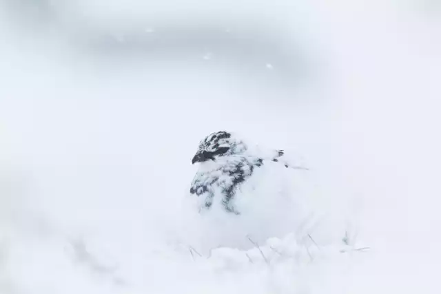 Photo Lagopède Alpin (Lagopus muta) #3