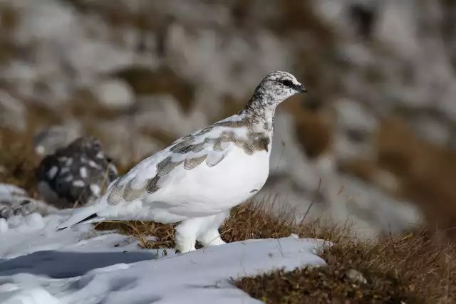 Photo Lagopède Alpin (Lagopus muta) #2