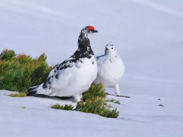 Photo Lagopède Alpin (Lagopus muta) #1
