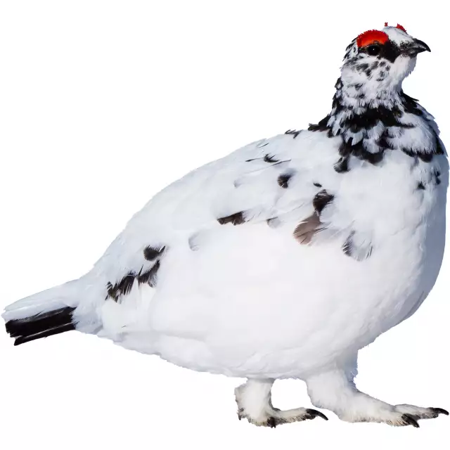Lagopède Alpin (Lagopus muta)