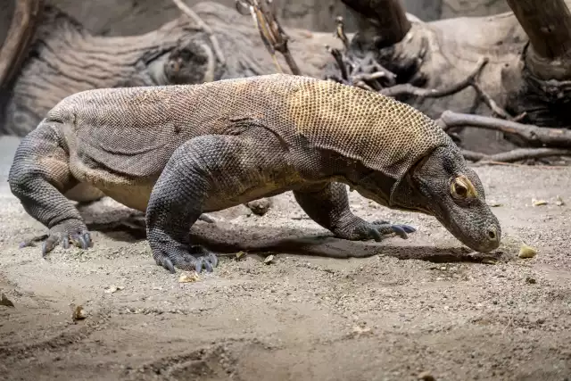 Photo Dragon de Komodo (Varanus komodoensis) #3