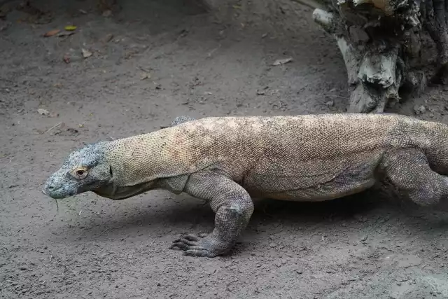 Photo Dragon de Komodo (Varanus komodoensis) #2