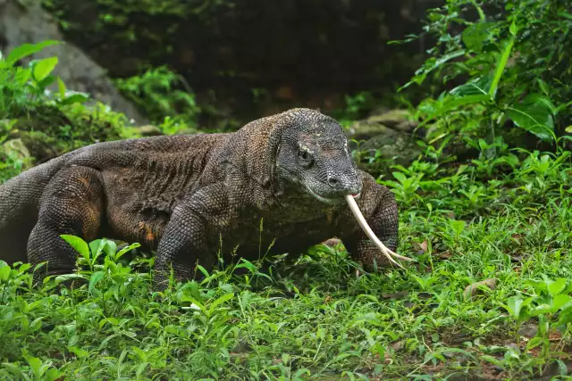 Photo Dragon de Komodo (Varanus komodoensis) #1