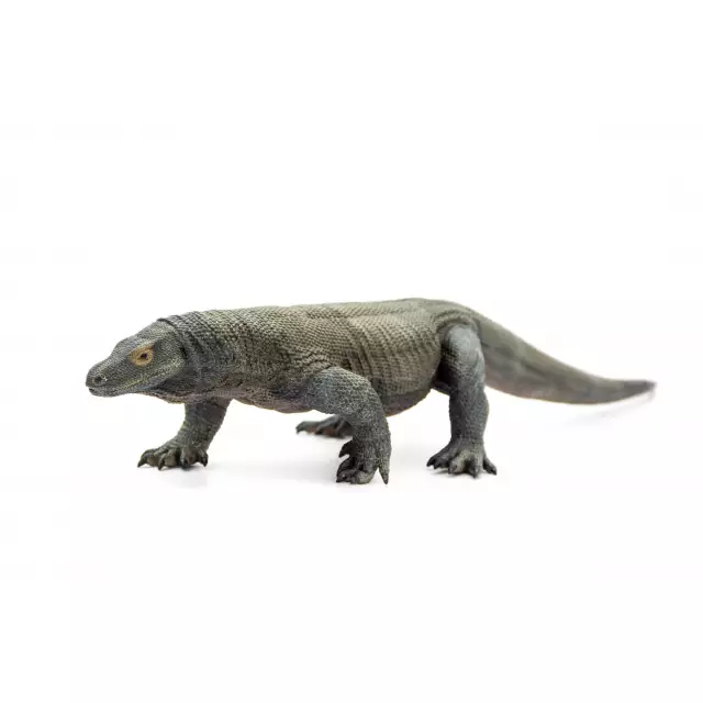 Dragon de Komodo (Varanus komodoensis)