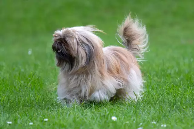 Photo Lhassa Apso #2