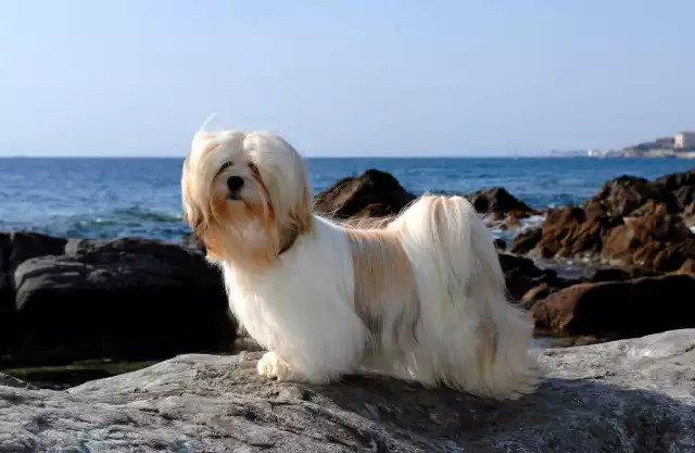 Photo Lhassa Apso #1