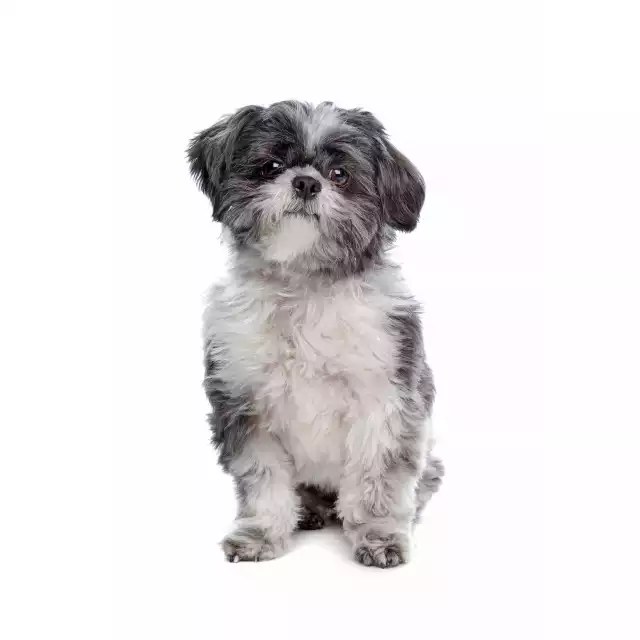 Lhassa Apso