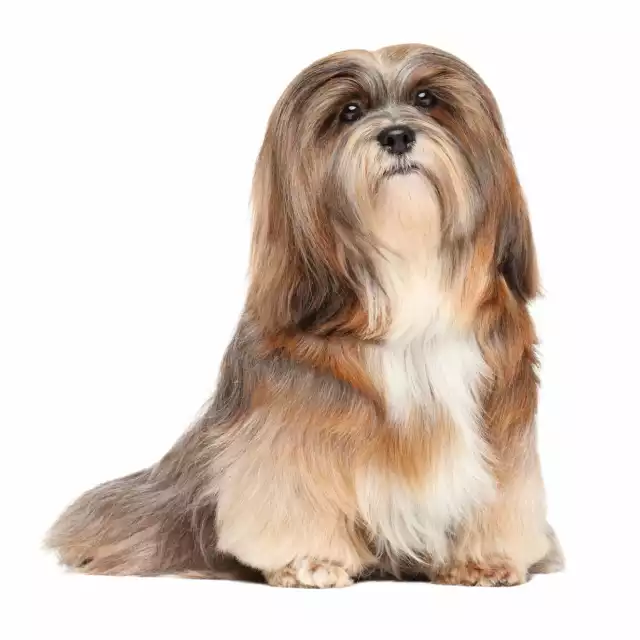 Lhassa Apso