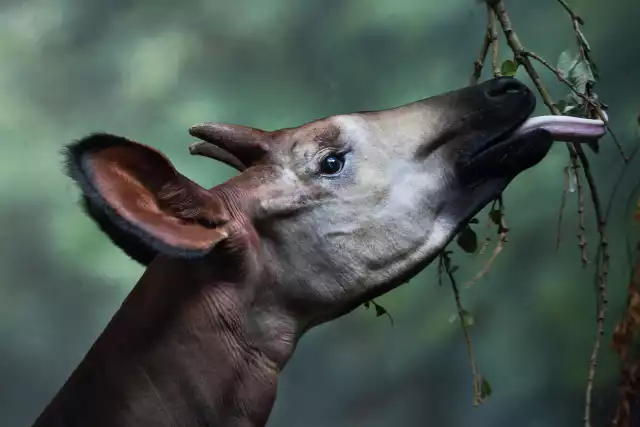 Photo Okapi (Okapia johnstoni) #3