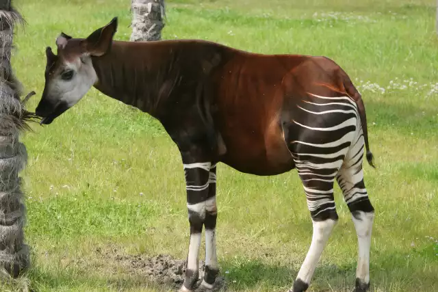 Photo Okapi (Okapia johnstoni) #2