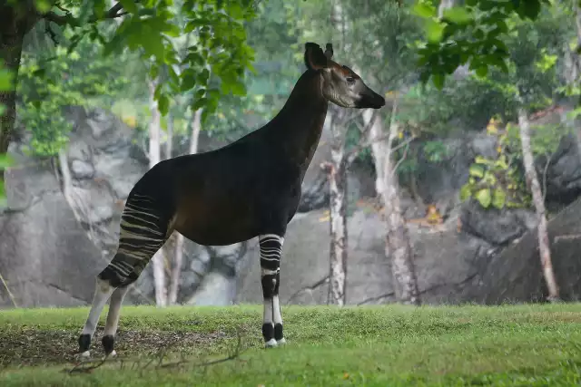 Photo Okapi (Okapia johnstoni) #1