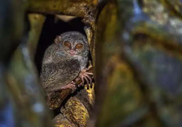 Photo Tarsier (Tarsiidae) #4