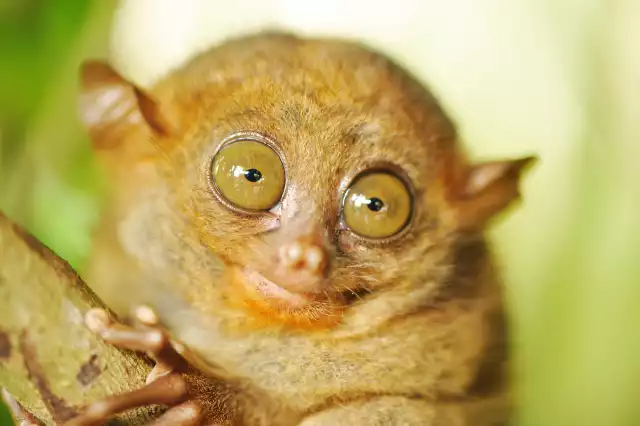 Photo Tarsier (Tarsiidae) #3
