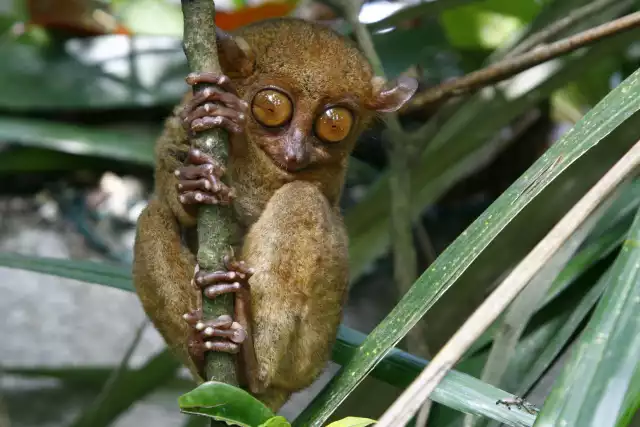 Photo Tarsier (Tarsiidae) #1