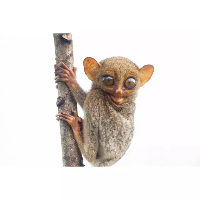 Photo Tarsier